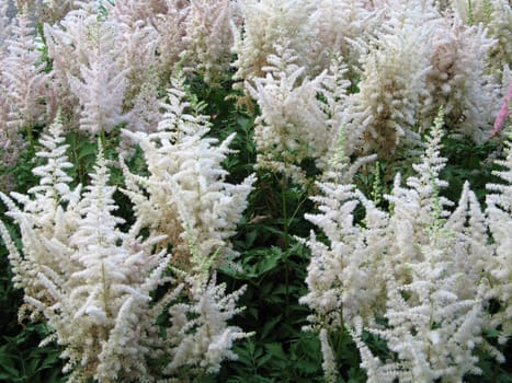 white cone flowers