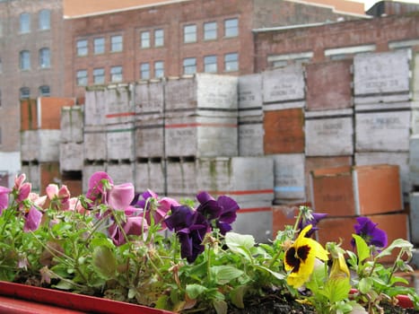 box of flowers outside a window