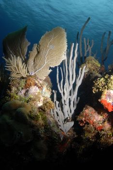 Soft coral seascape in the Caribbean Sea with ripples of water from the surface in view above