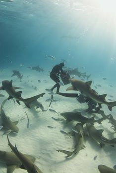 A freediver reaches into the bait box to get a snack for a pack of circling Lemon Sharks (Negaprion brevirostris)