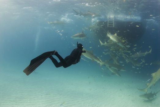 A freediver watches feeding lemon sharks (Negaprion brevirostris) circling behind the boat