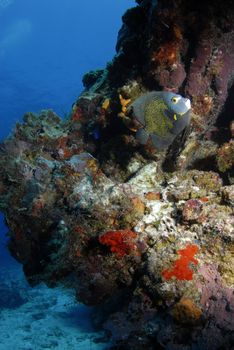 Underwater seascape of a coral bloom with a French Angelfish (Pomacanthus paru) in the foreground and the ocean floor in the background.