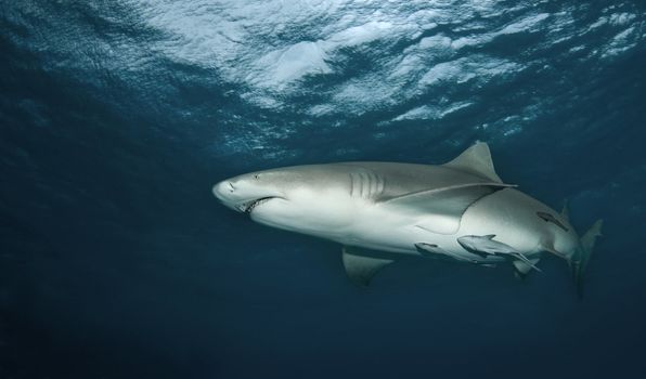 A Lemon Shark (Negaprion brevirostris) passes above with the water's surface in the background