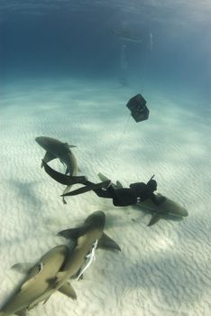 A freediver swims down to pet a lemon shark (Negaprion brevirostris) swimming along the ocean floor