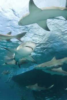 Lemon Sharks (Negaprion brevirostris) circle behind a boat looking for food