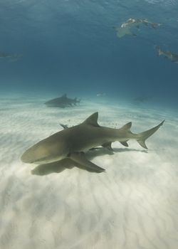 Lemon Sharks (Negaprion brevirostris) cruise through the ocean in search of food
