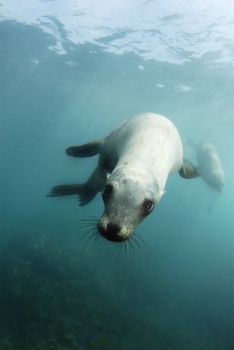 Playful California Sealion 