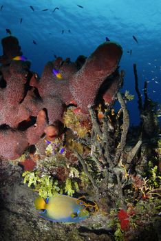 A Queen Angelfish (Holacanthus ciliaris) swims around a reef filled with hard and soft coral. 