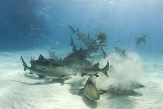 A frenzy of sharks stir up the white bottom as they battle for their share of food