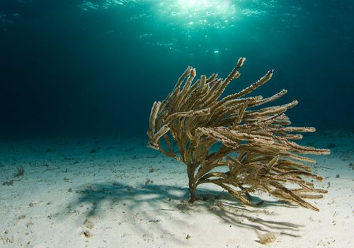 A lone soft coral swaying in the current on the ocean floor with the sun shining through the surface.