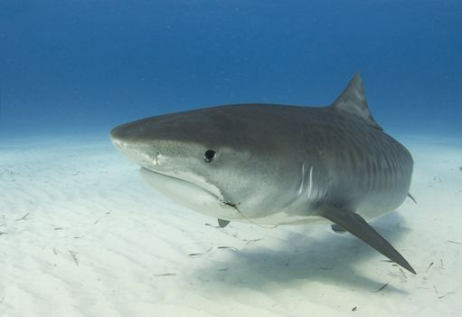 A close up image of a Tiger Shark (Galeocerdo cuvier) swimming underwater
