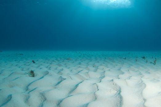 Background image of the bright white rippled sand on the ocean floor at Tiger Beach