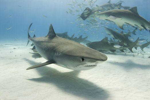 A Tiger Shark swims by the camera as Lemon Sharks frenzy for their share of food in the background