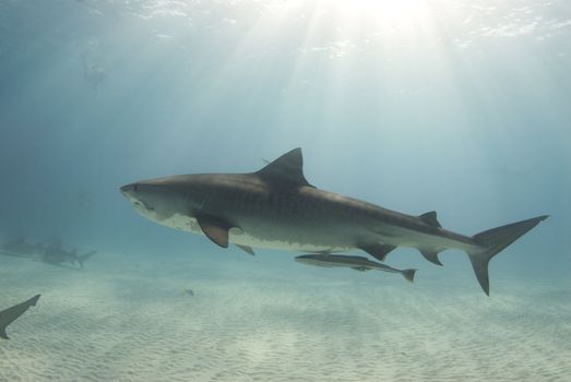 A tigershark (Galeocerdo cuvier) swims through the ocean cast in rays from the sun as it cuts through the water