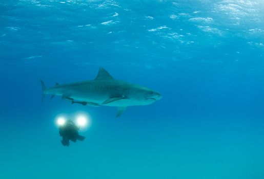 A videographer records the movements of a cruising Tiger Shark (Galeocerdo cuvier)