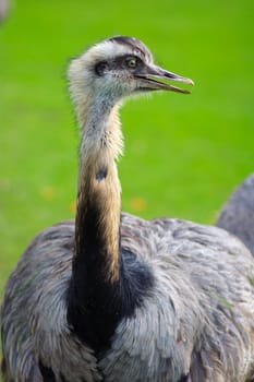 Ostrich against a green flora background