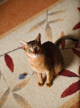 verry cool and wounderful young abyssinian cat photo