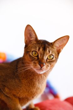 verry cool and wounderful young abyssinian cat photo