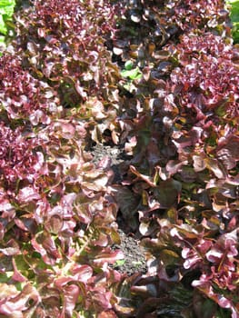 organic lettuces in a garden