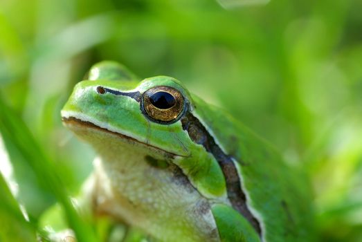 European tree frog (Hyla arborea)