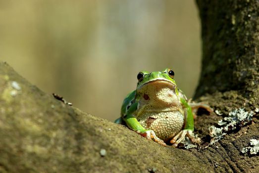 Hyla arborea. Common or European tree frog in the forest.