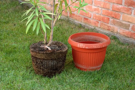 plant with luxuriant root red plastic flowerpot