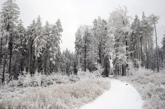 Shot of the snowy covered landscape with forest raod