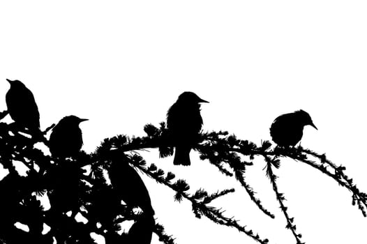 Silhouettes of some birds, sitting on a tree. Downsampled to two colors