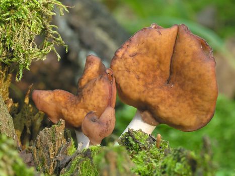 Gyromitra infula, known as the elfin saddle.