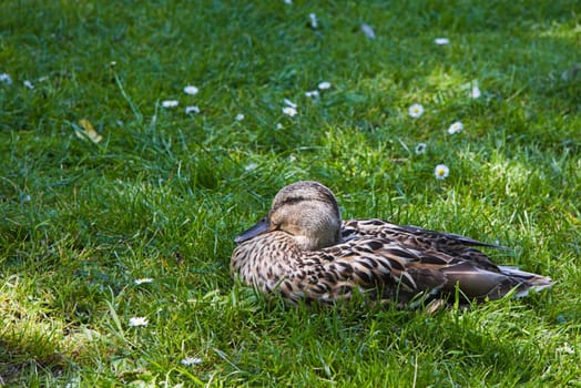 Female wild duck resting in grass on sunny summerday