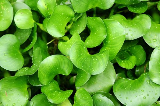 green plants background