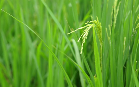 paddy rice in field