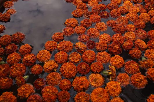 floating orange flowers in laos