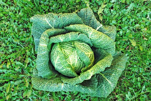 head of green fresh cabbage over floral background