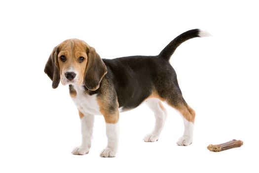 Cute young beagle pup on white background