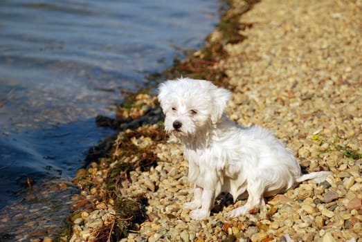 little white wet dog sitting by water on beach