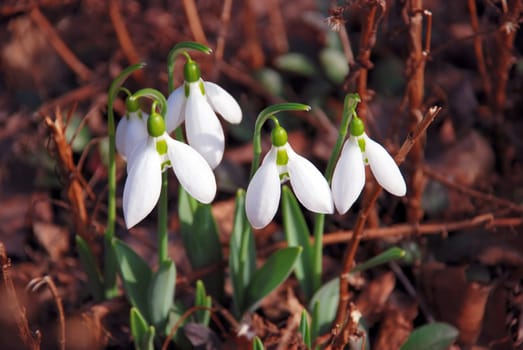 snowdrops close up over brown dry botanic background