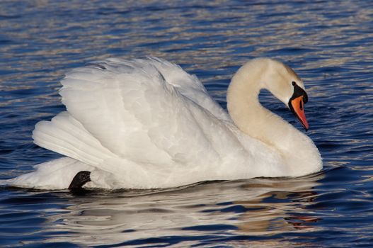 Shot of the swan