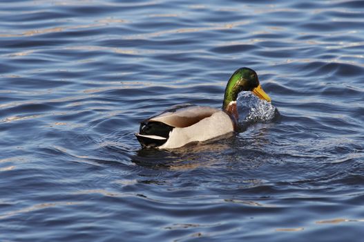 Shot of the wild duck - mallard