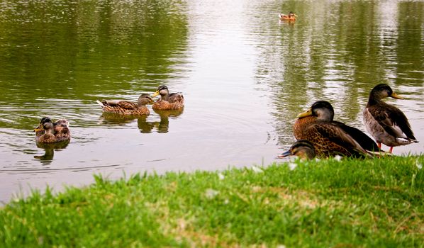 Ducks at pond