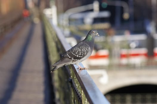 Humorous shot of the dove - sleepy keeper of the city traffic