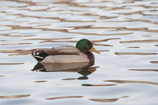 Shot of the wild duck afloating on the water.
