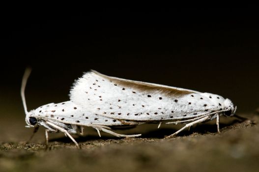 Ermine displaying sexual behavior. Yponomeuta.