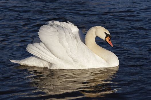 Shot of the swan on the water