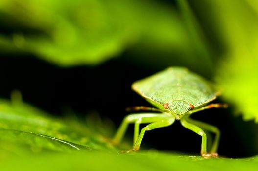 Green shield bug between the leaves. Palomena prasina.