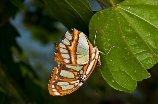 Butterflies