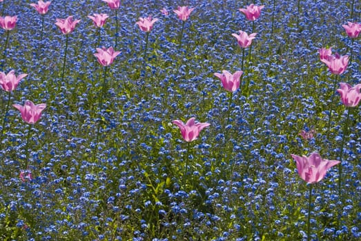 lots of tulips in a flower bed