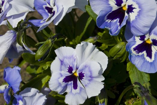 closeup of pansies in a garden in spring