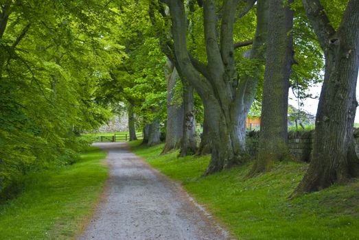 alley in a park great for a walk