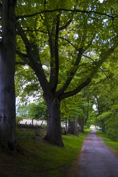 alley in a park great for a walk